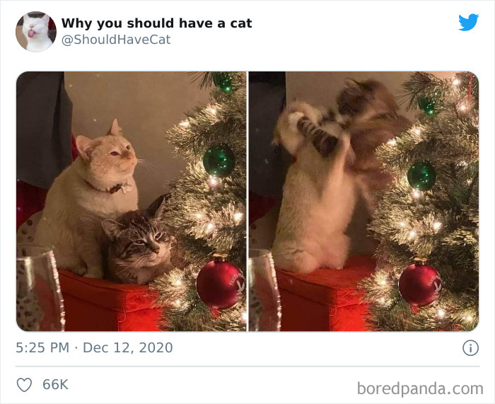 Why-You-Should-Have-Cat
