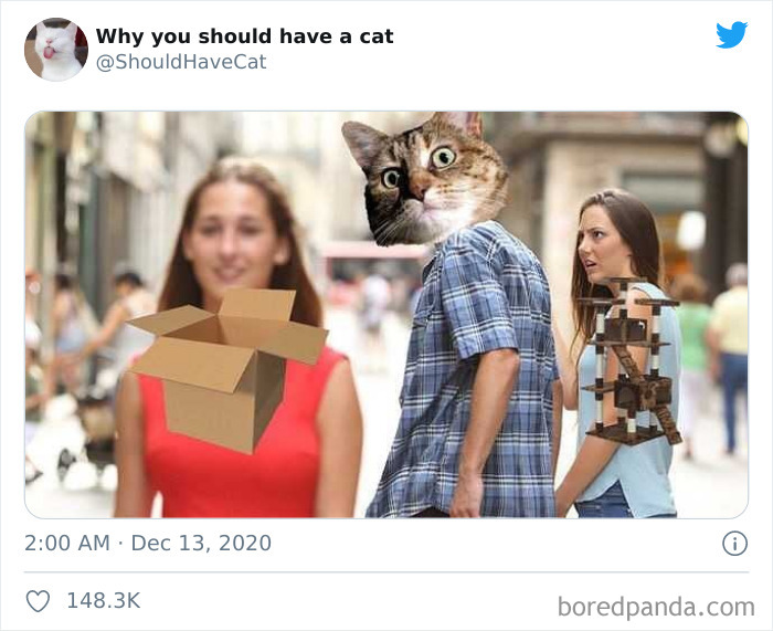 Why-You-Should-Have-Cat