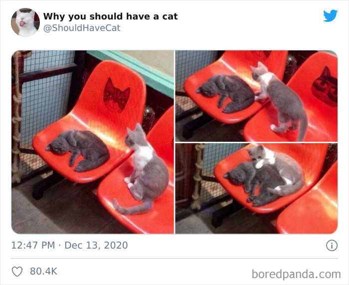 Why-You-Should-Have-Cat