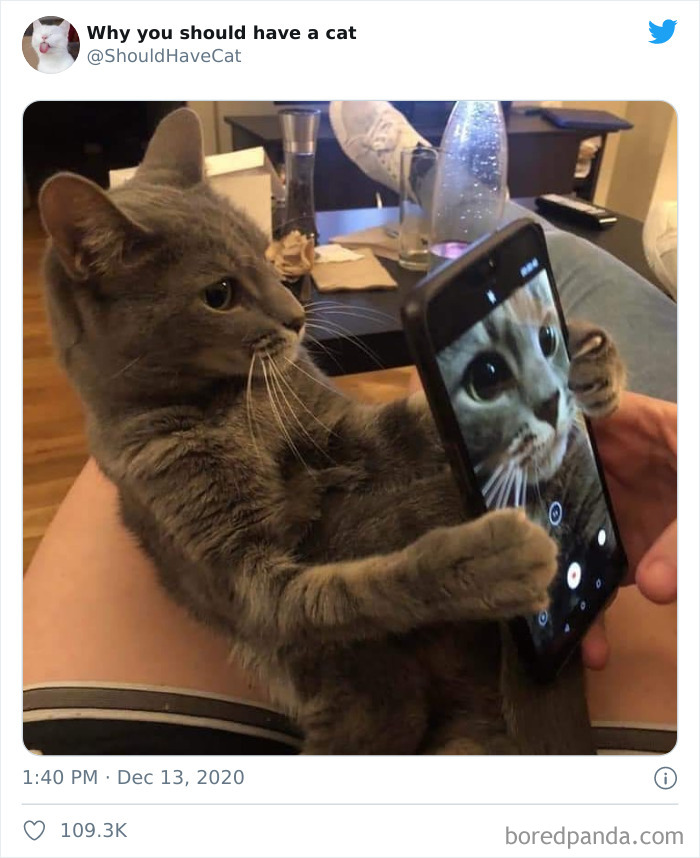 Why-You-Should-Have-Cat