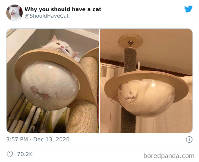 Why-You-Should-Have-Cat