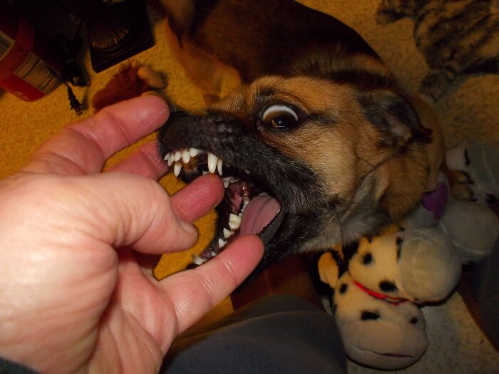 Scamper Demanding Attention (Don't Worry, He's Very Gentle). He Had Already Placed A Semicircle Of His Toys Near My Chair To Tempt Me, I Didn't Play So He Stepped It Up.