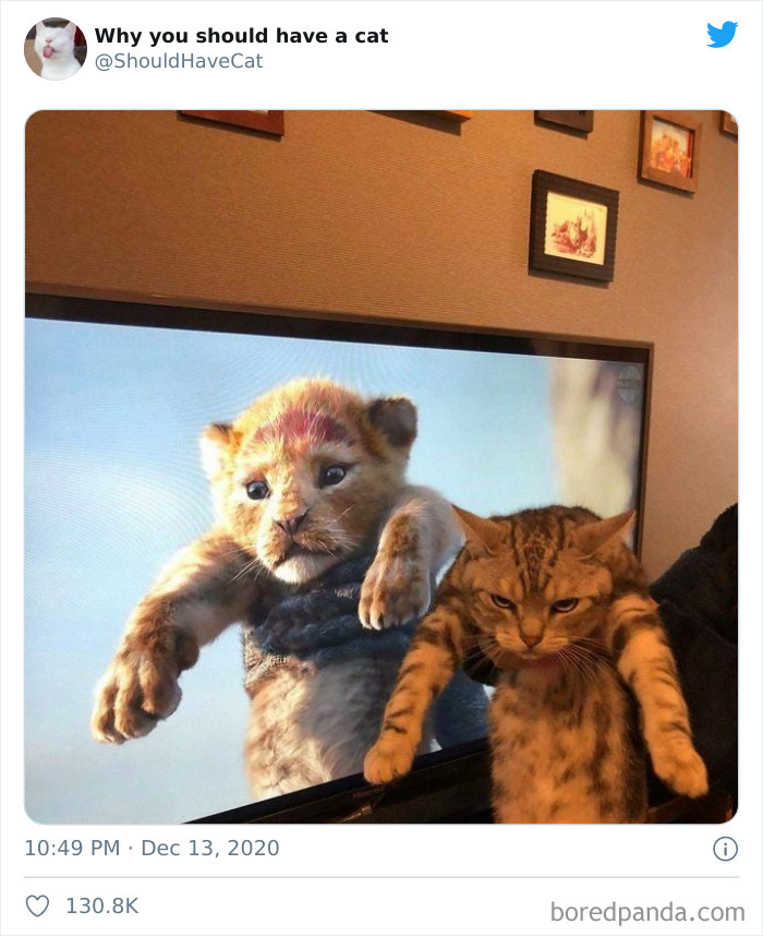 Why-You-Should-Have-Cat