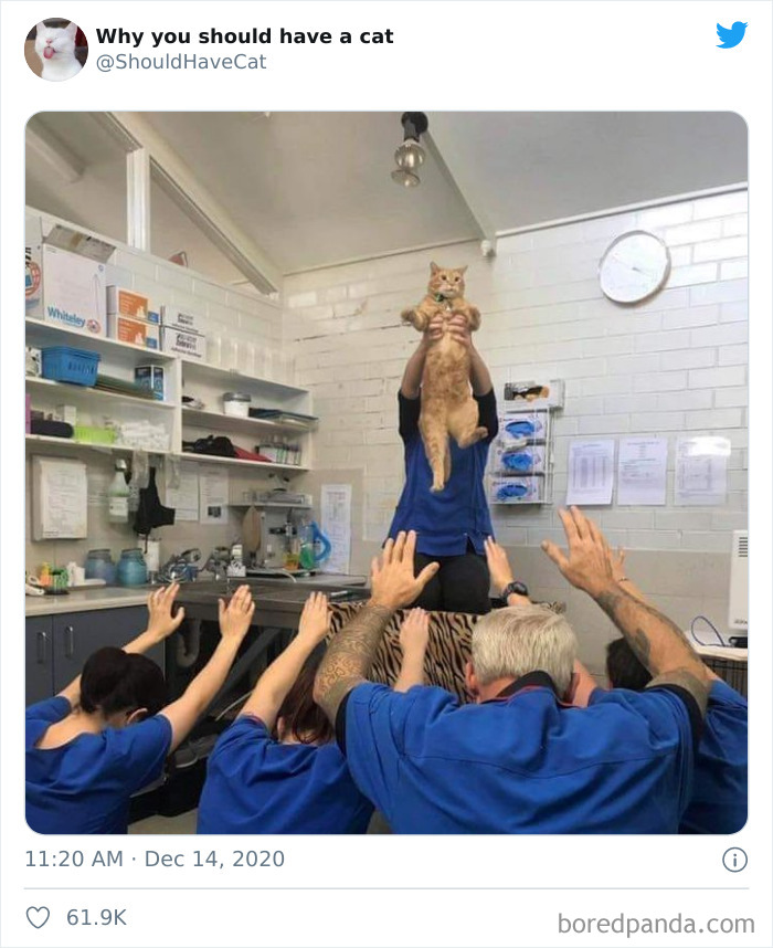 Why-You-Should-Have-Cat