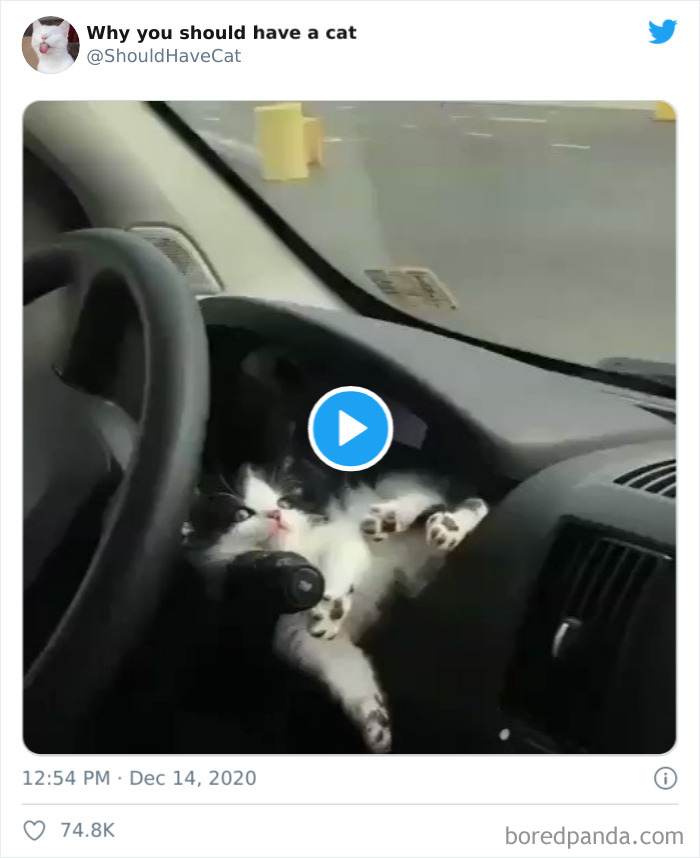 Why-You-Should-Have-Cat