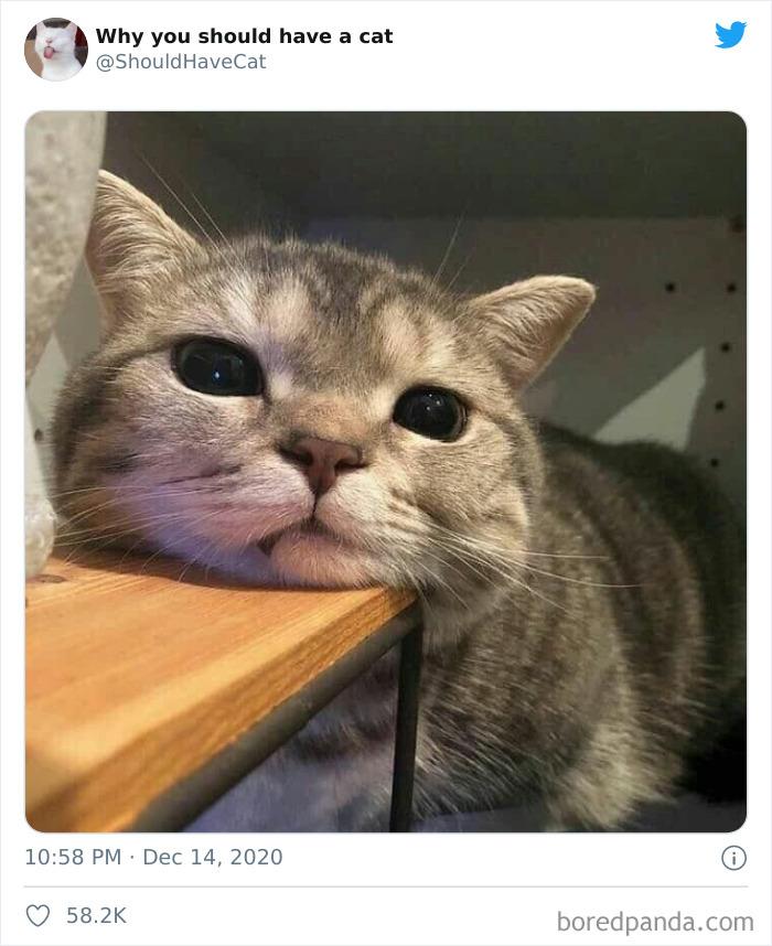 Why-You-Should-Have-Cat