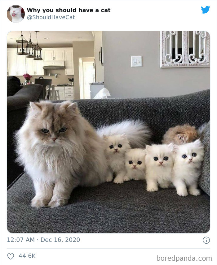 Why-You-Should-Have-Cat