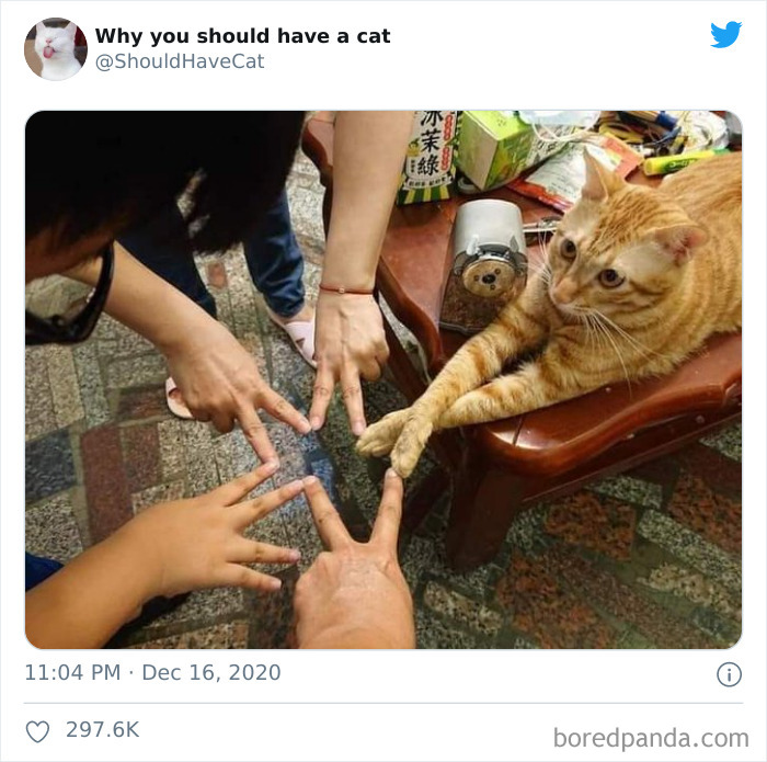 Why-You-Should-Have-Cat