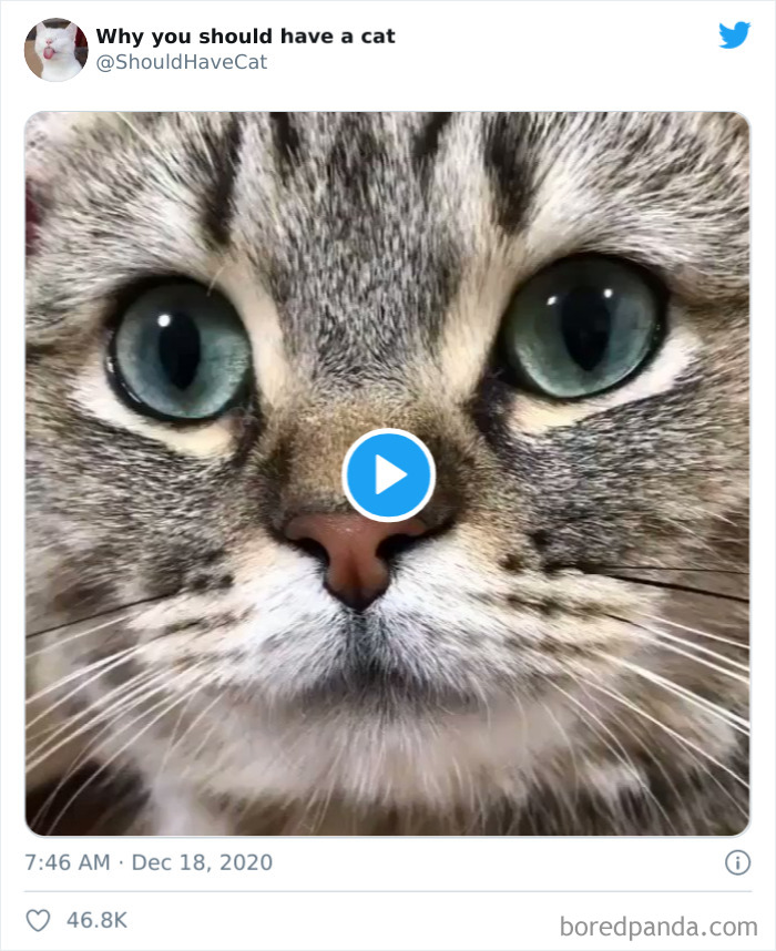 Why-You-Should-Have-Cat
