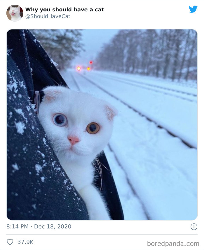 Why-You-Should-Have-Cat