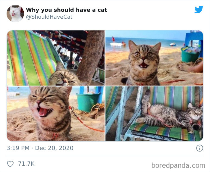 Why-You-Should-Have-Cat