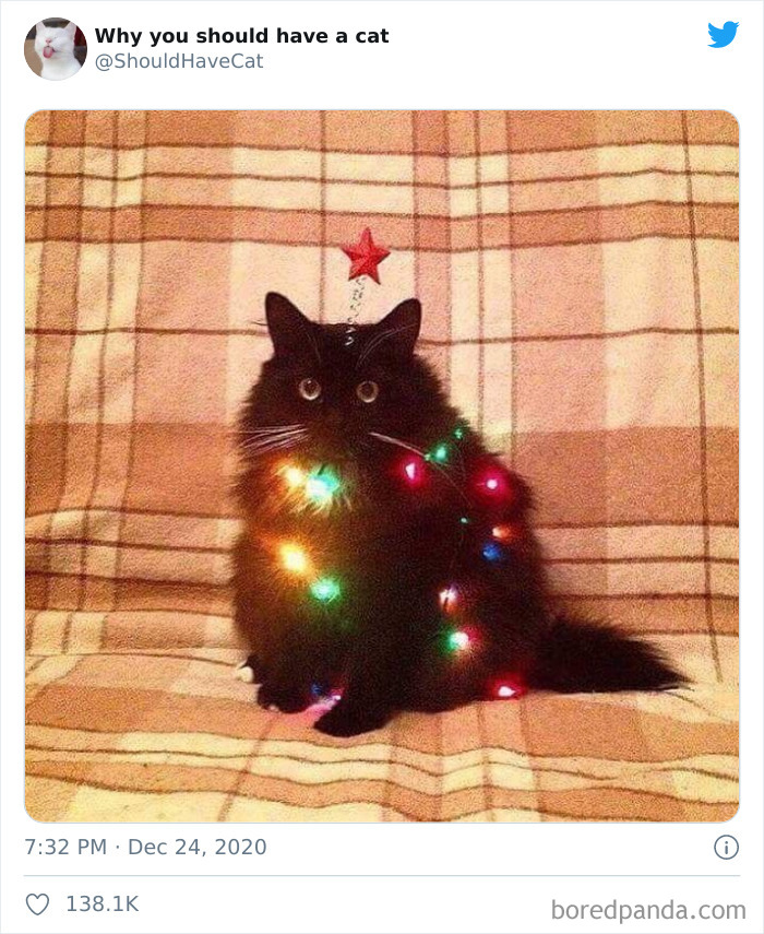 Why-You-Should-Have-Cat