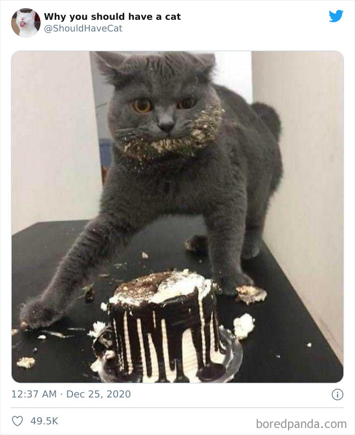 Why-You-Should-Have-Cat