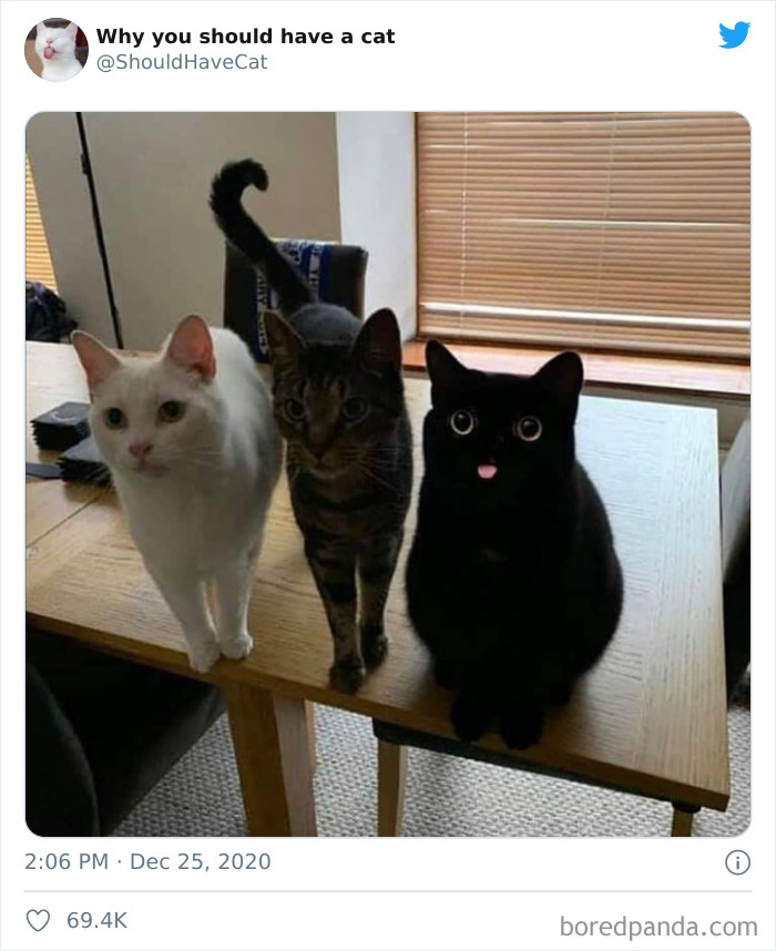 Why-You-Should-Have-Cat