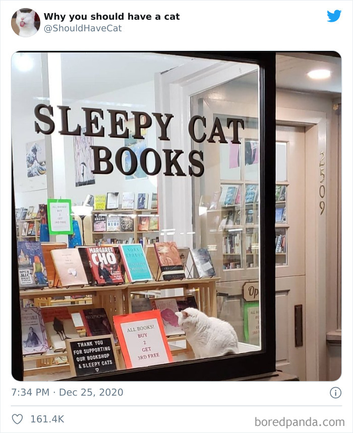 Why-You-Should-Have-Cat