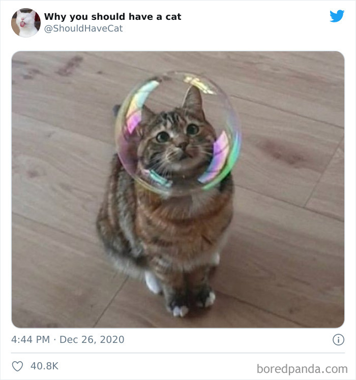 Why-You-Should-Have-Cat