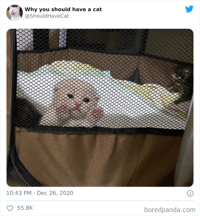 Why-You-Should-Have-Cat