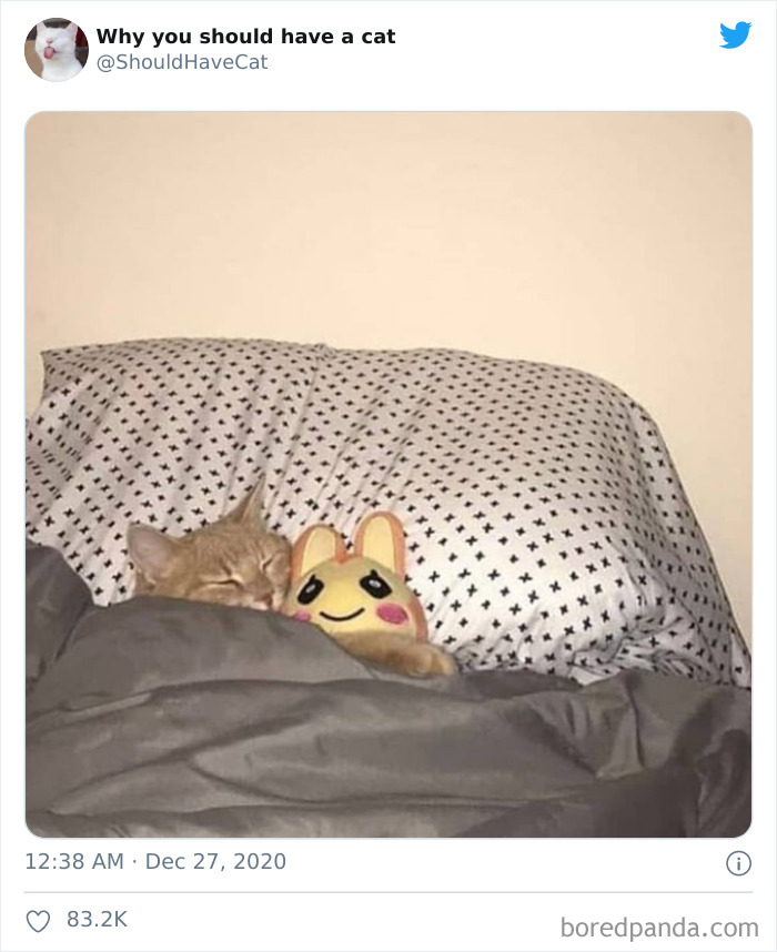 Why-You-Should-Have-Cat