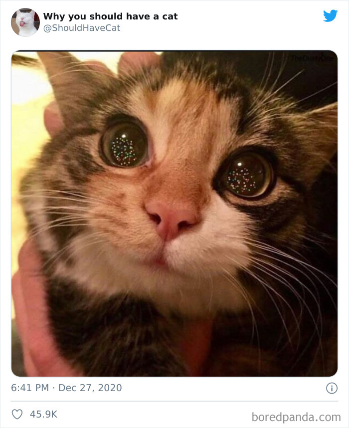 Why-You-Should-Have-Cat