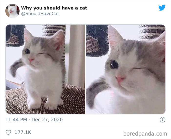 Why-You-Should-Have-Cat