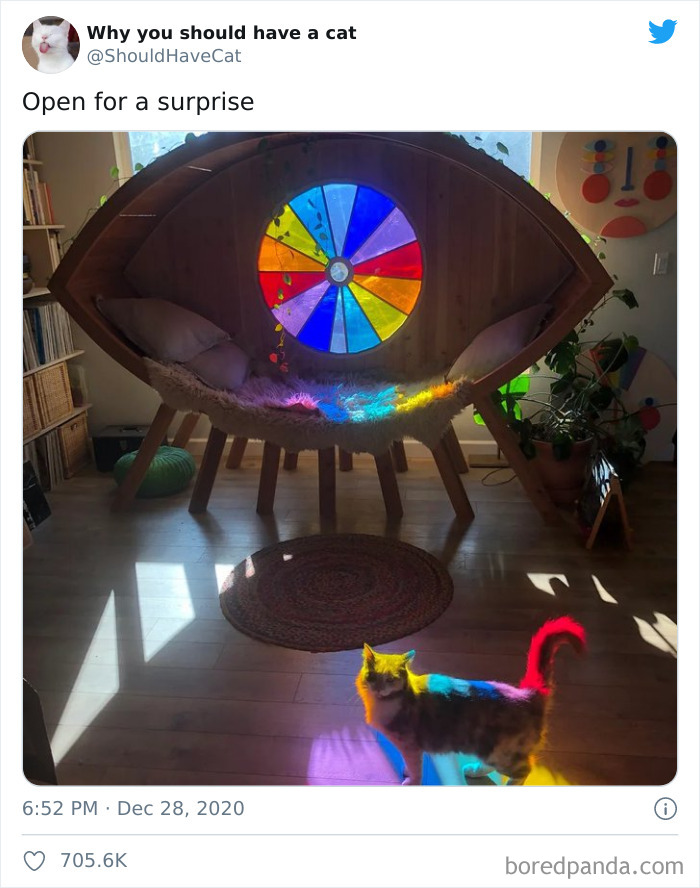 Why-You-Should-Have-Cat