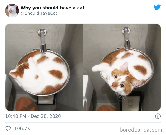 Why-You-Should-Have-Cat