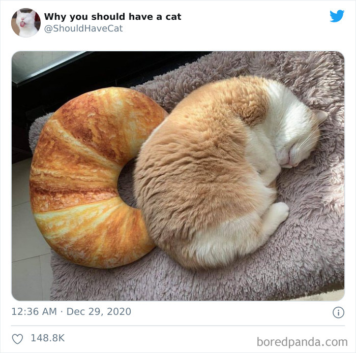 Why-You-Should-Have-Cat