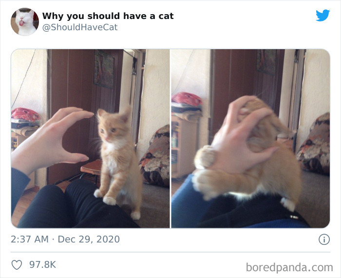Why-You-Should-Have-Cat
