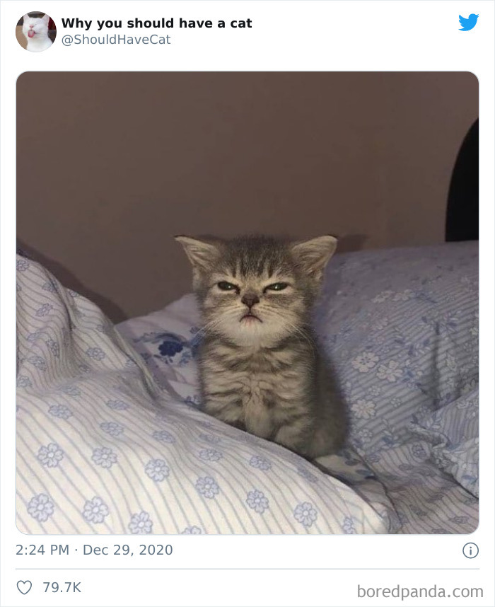 Why-You-Should-Have-Cat