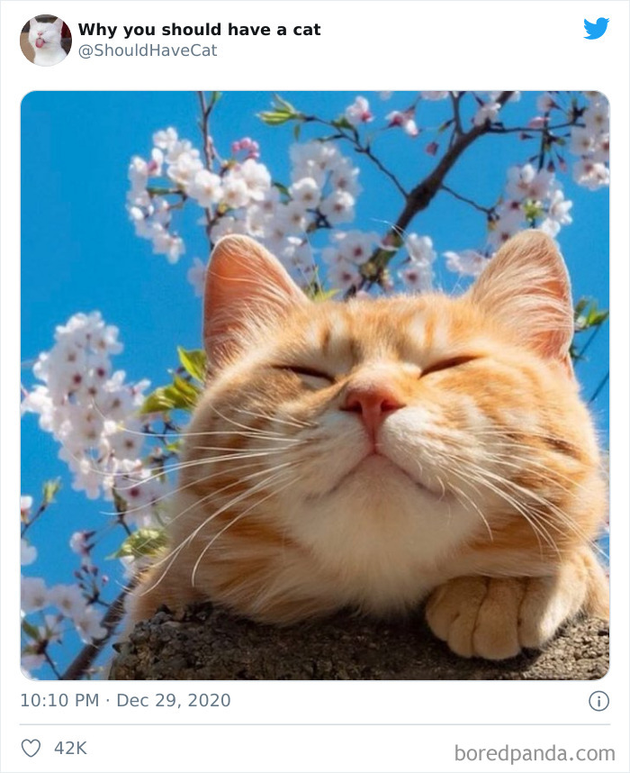 Why-You-Should-Have-Cat