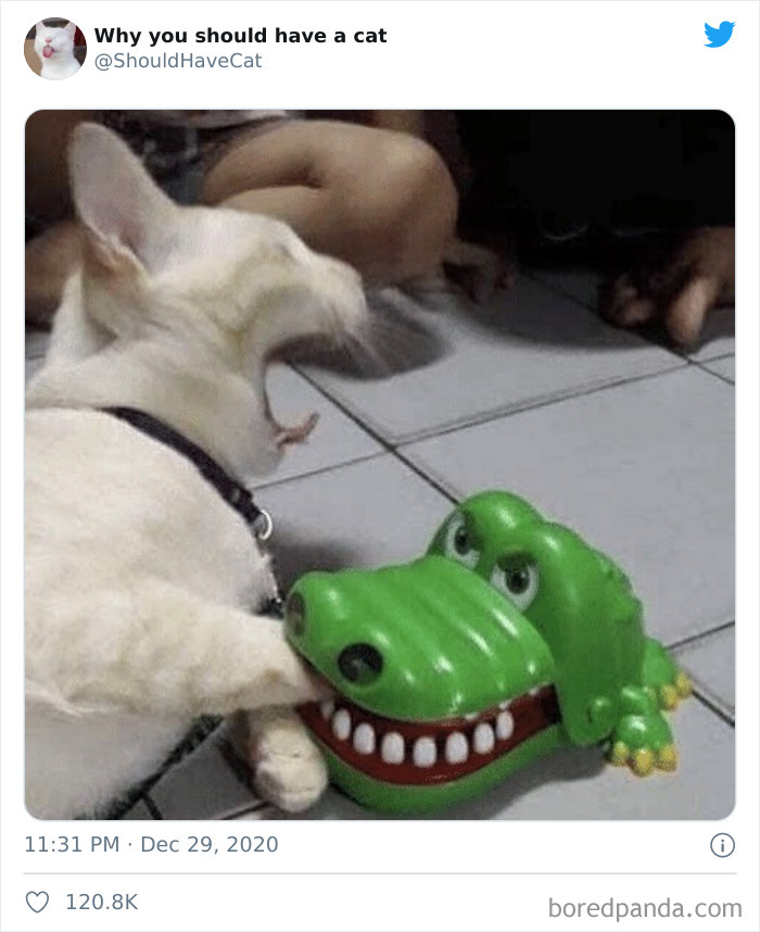 Why-You-Should-Have-Cat