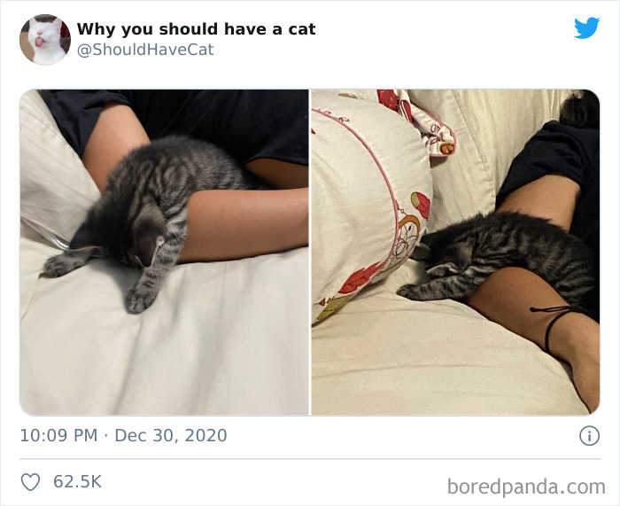 Why-You-Should-Have-Cat