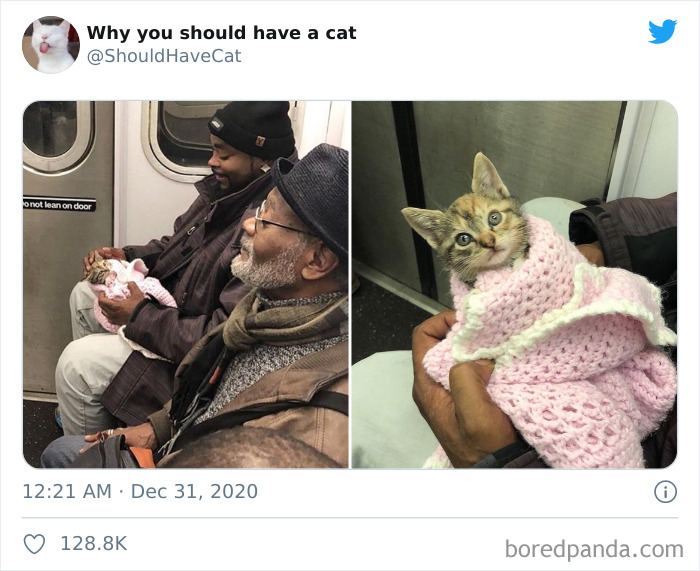 Why-You-Should-Have-Cat