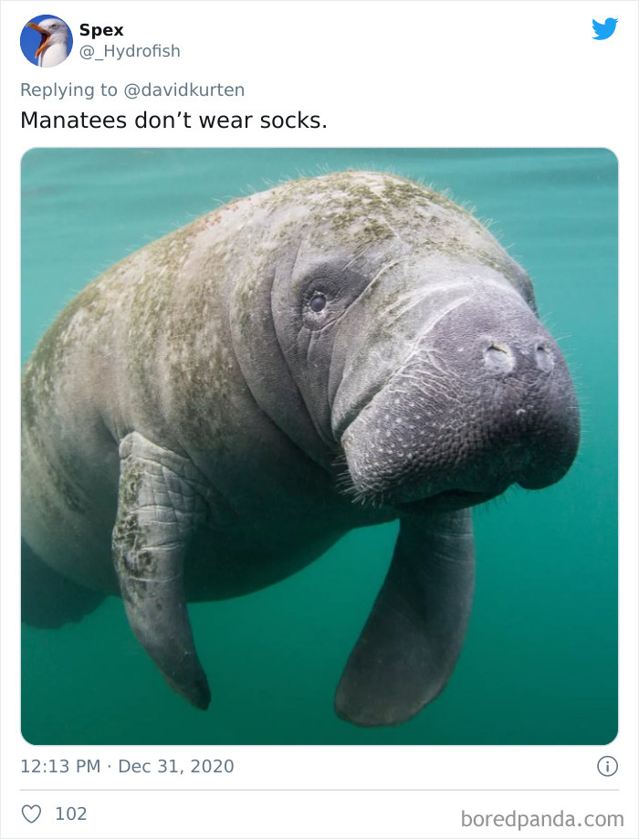 Lions-Dont-Wear-Mask-Politician-David-Kurten