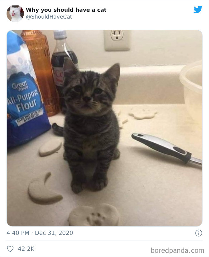 Why-You-Should-Have-Cat