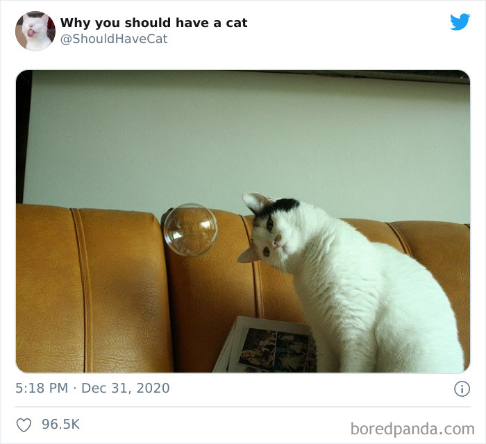 Why-You-Should-Have-Cat