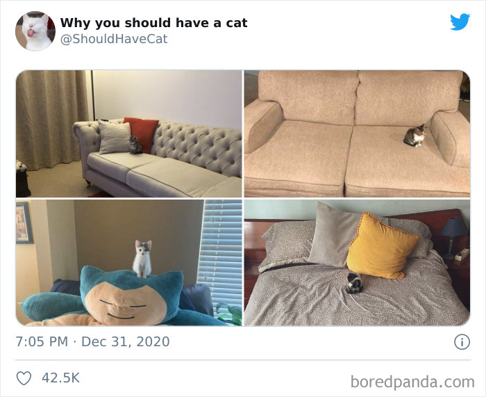 Why-You-Should-Have-Cat