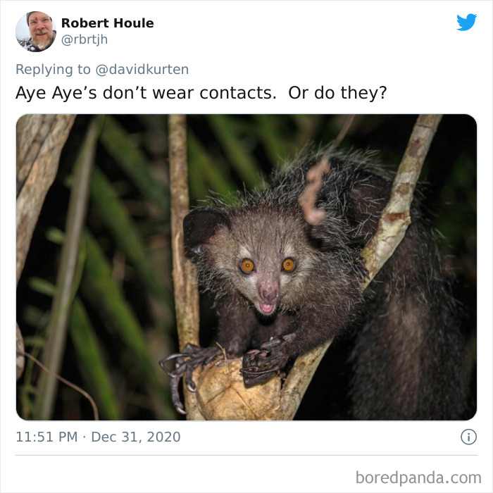 Lions-Dont-Wear-Mask-Politician-David-Kurten