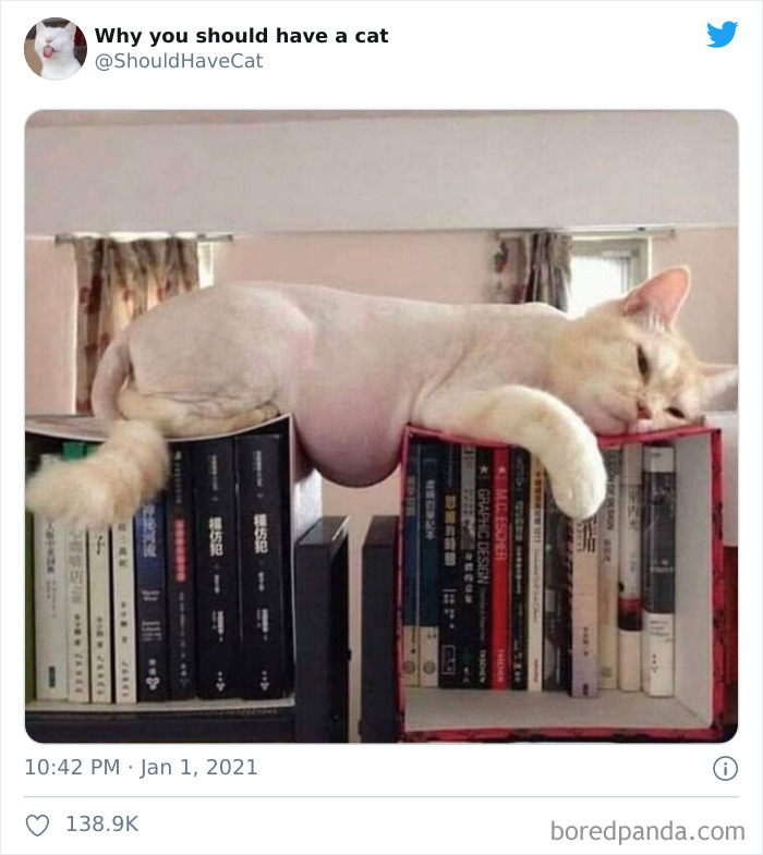 Why-You-Should-Have-Cat