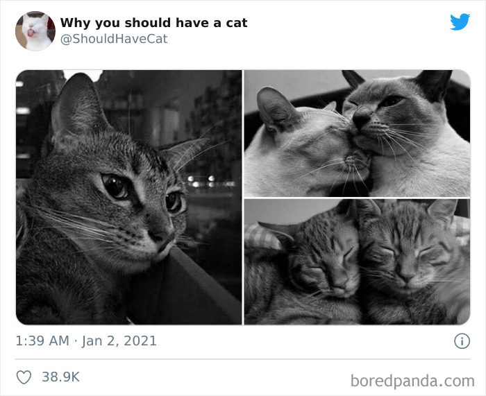 Why-You-Should-Have-Cat