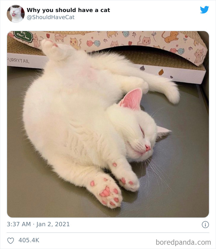 Why-You-Should-Have-Cat