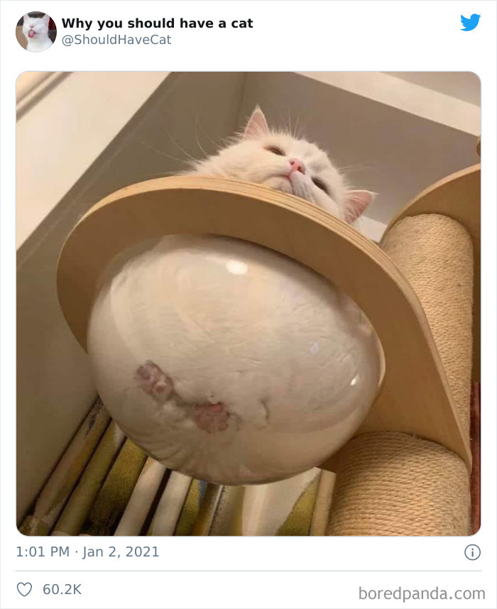 Why-You-Should-Have-Cat