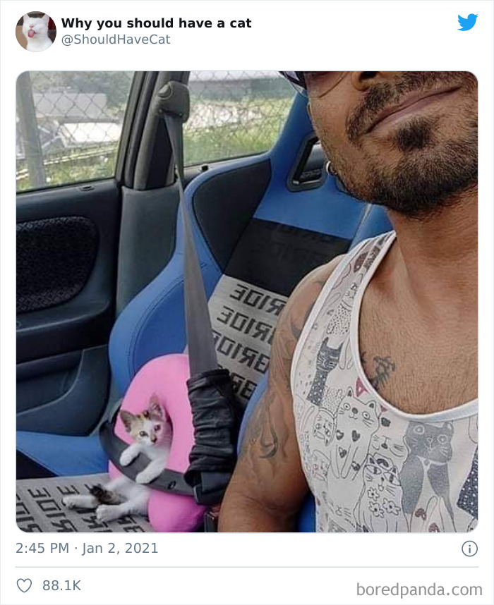 Why-You-Should-Have-Cat