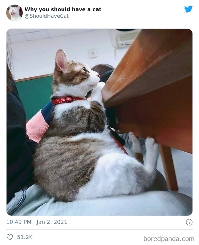 Why-You-Should-Have-Cat