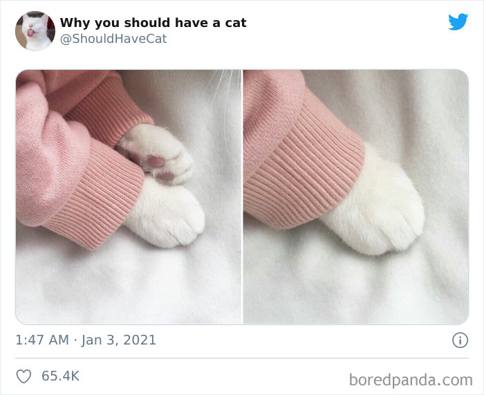 Why-You-Should-Have-Cat