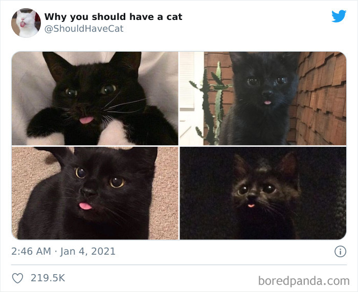 Why-You-Should-Have-Cat