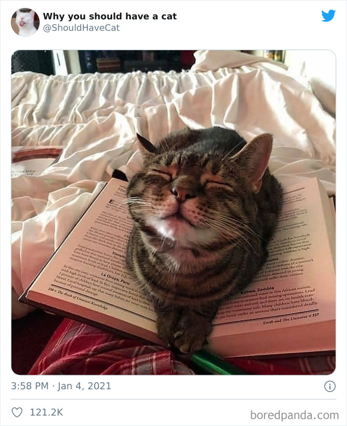 Why-You-Should-Have-Cat