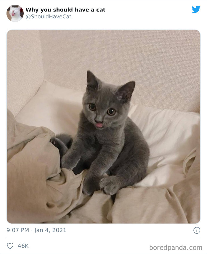 Why-You-Should-Have-Cat