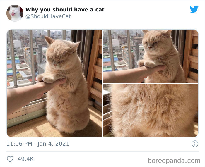Why-You-Should-Have-Cat