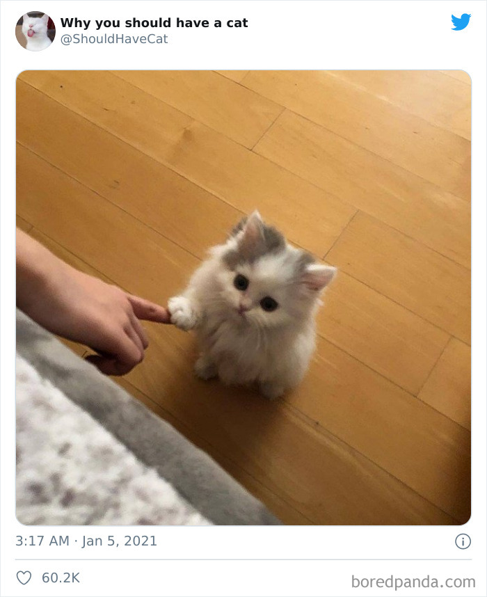 Why-You-Should-Have-Cat